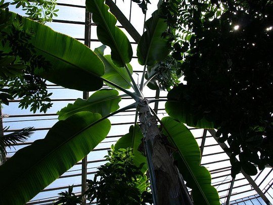 Vertreterin der Familie der Musaceae. Herkunft südostasiatische Inselwelt.