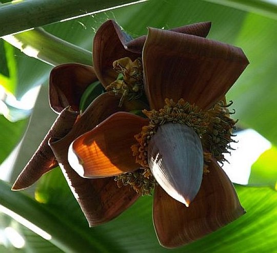 Vertreterin der Familie der Musaceae. Ursprüngliche Herkunft sudostasiatische Inselwelt.