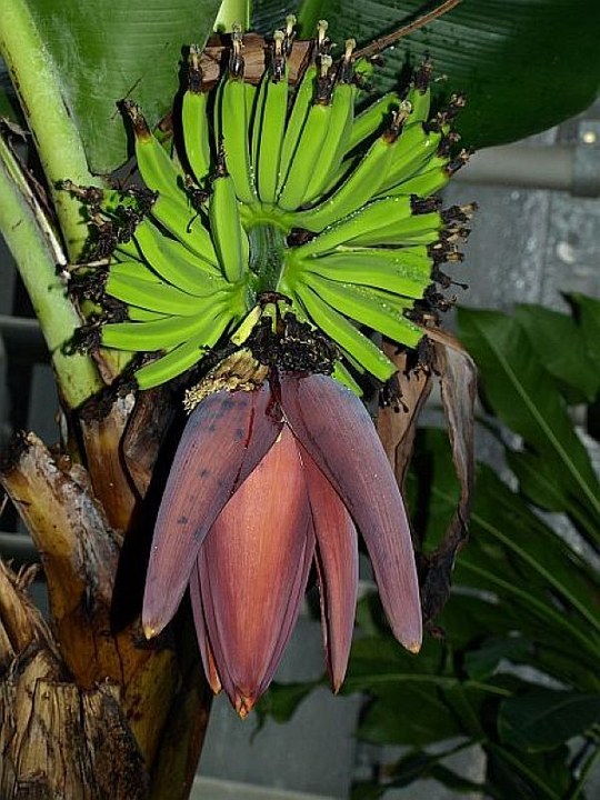 Staude aus der Familie der Musaceae. Herkunft tropisches Asien.