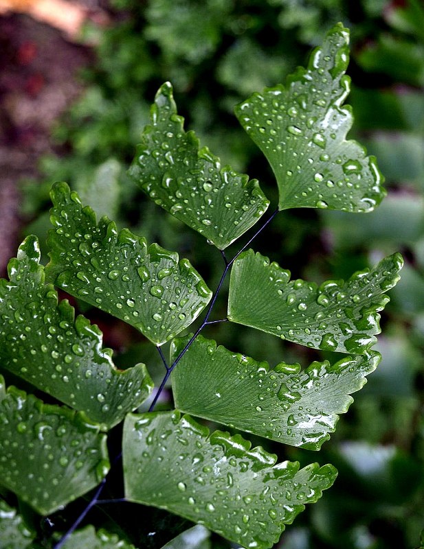 Staude aus der Familie der Adiantaceae. Herkunft aus Süd- und Mittelamerika, auch auf Sri Lanka vorkommend.
