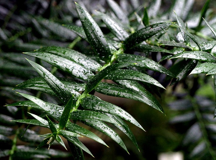 aus der Familie der Araucariaceae. Vorkommen in Australien und Queensland.