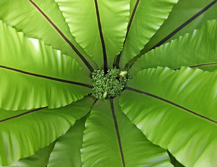 Staude aus der Familie der Aspleniaceae. Vorkommen in Ostafrika, dem tropischen Asien, Australien und Polynesien.