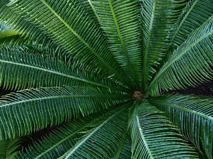 Gehölz aus der Familie der Zamiaceae. Vorkommen in Nordamerika und Mexiko.