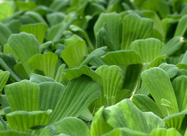 Staude aus der Familie der Araceae. Vorkommen in den Subtropen und Tropen.