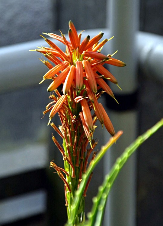 Staude aus der Familie der Aloaceae. Arthybride aus Aloe arborescens und Aloe humilis.