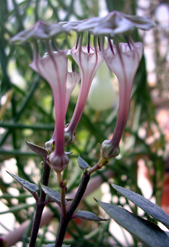 Staude aus der Familie der Apocynaceae. Herkunft Südafrika.