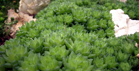 Sukkulente Staude aus der Familie der Aloaceae. Herkunft Südafrika.