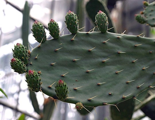 Staude aus der Familie der Cactaceae. Herkunft der Gattung Amerika und Karibik.