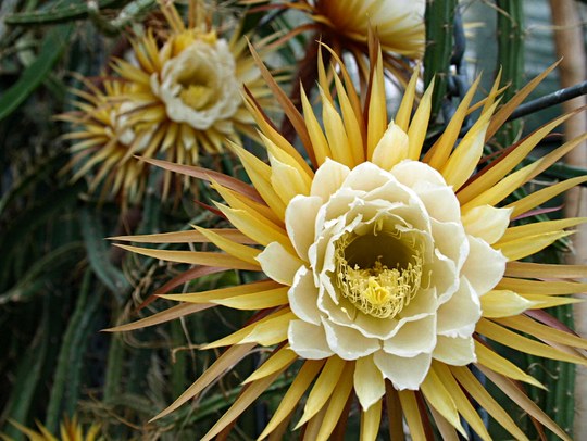 Staude aus der Familie der Cactaceae. Vorkommen im Südosten der USA, in Mexiko und der Karibik.