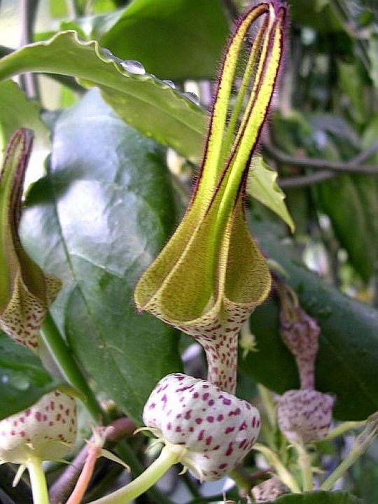 sukkulente Staude aus der Familie der Apocynaceae. Herkunft Kongo.