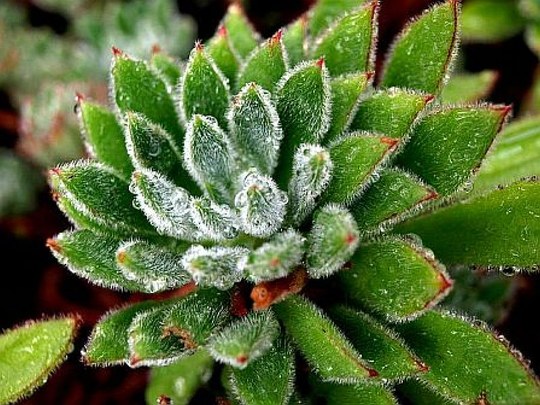 sukkulente Staude aus der Familie der Crassulaceae. Herkunft Mexiko.